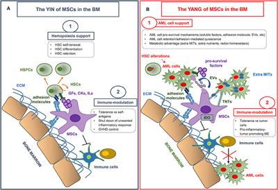 The Yin and Yang of the Bone Marrow Microenvironment: Pros and Cons of Mesenchymal Stromal Cells in Acute Myeloid Leukemia